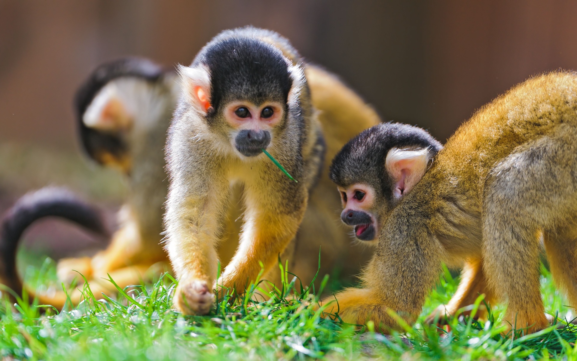 Cute Monkeys Wallpapers Wallpapers