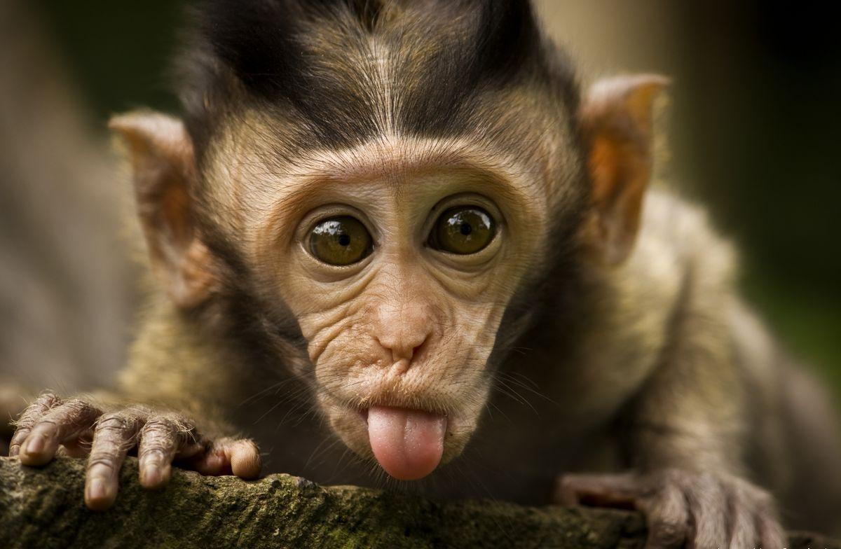 Cute Monkeys Wallpapers Wallpapers