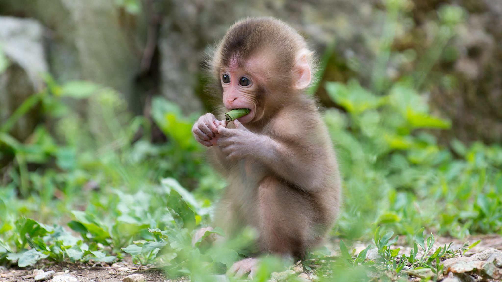 Cute Monkeys Wallpapers Wallpapers