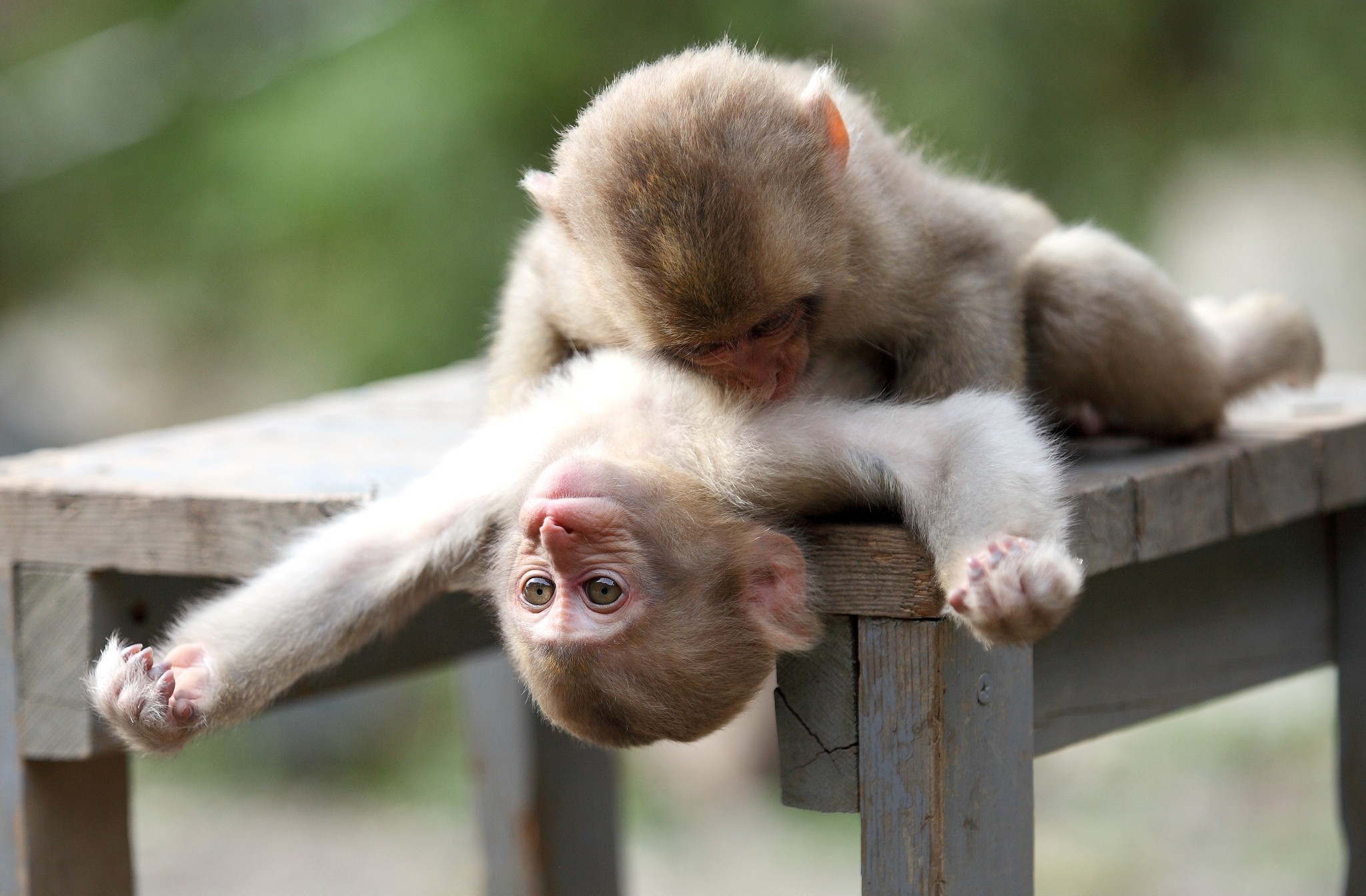 Cute Monkeys Wallpapers Wallpapers