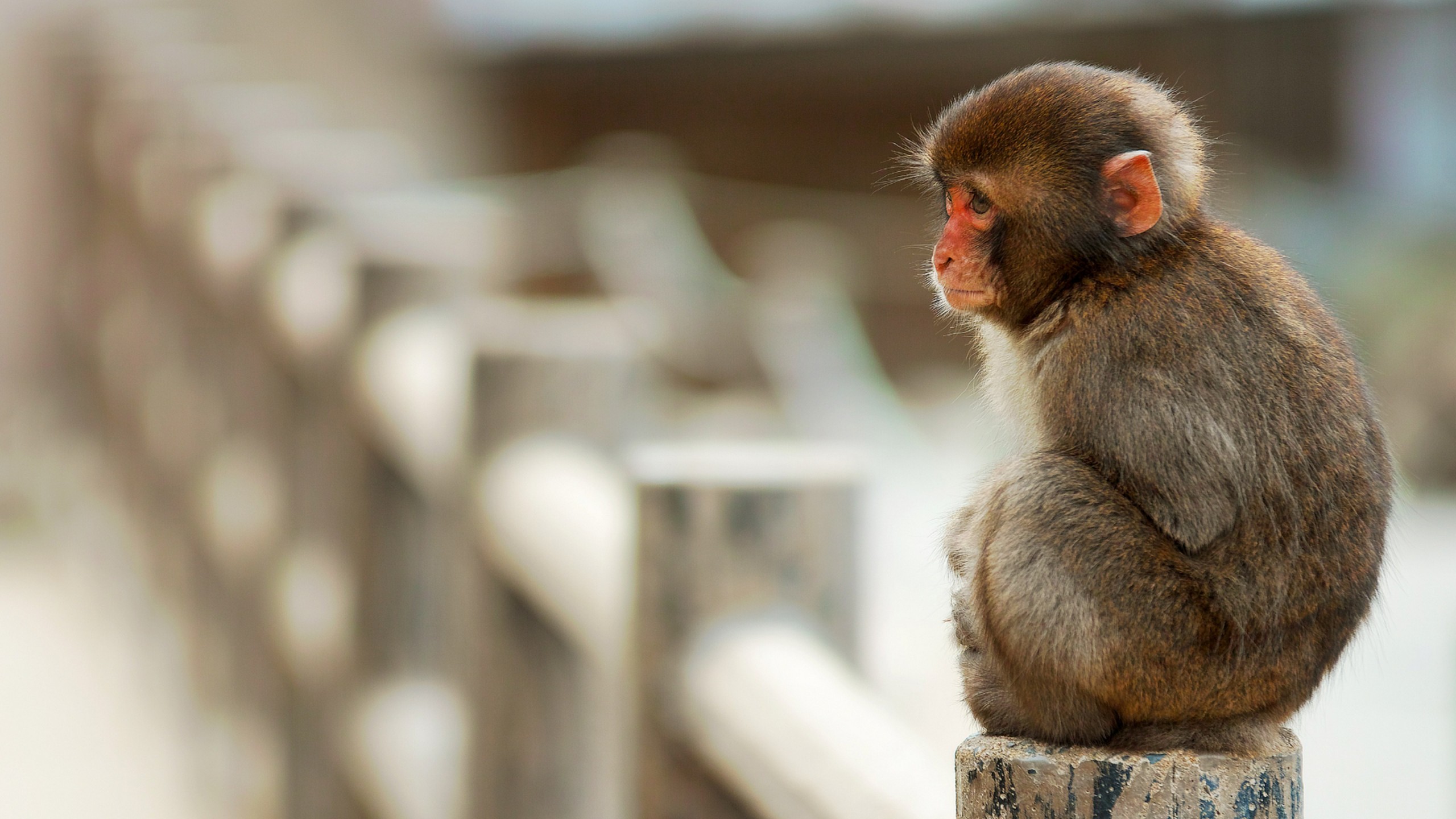 Cute Monkeys Wallpapers Wallpapers