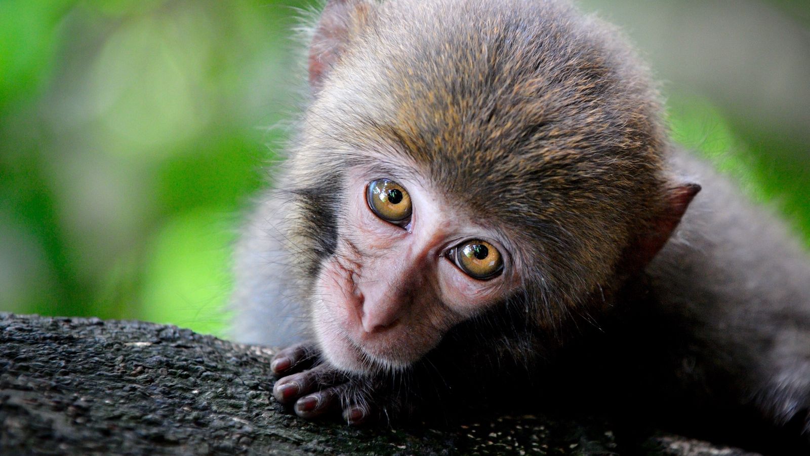 Cute Monkeys Wallpapers Wallpapers