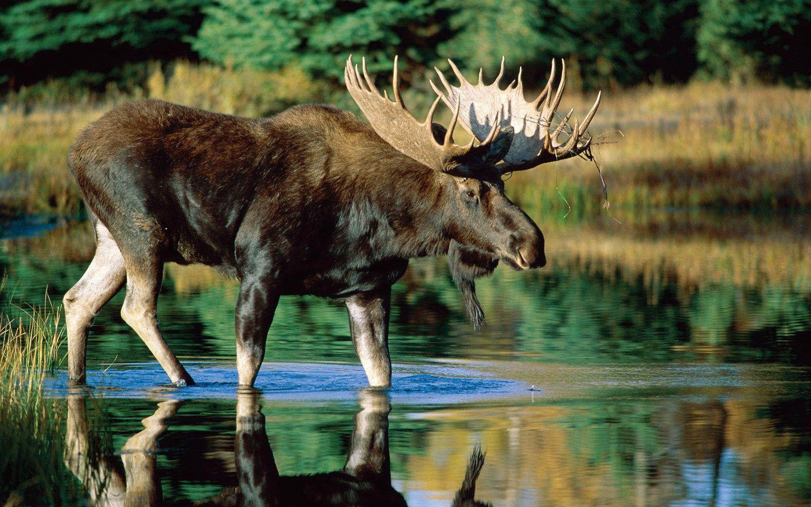 Cute Moose Desktop Wallpapers