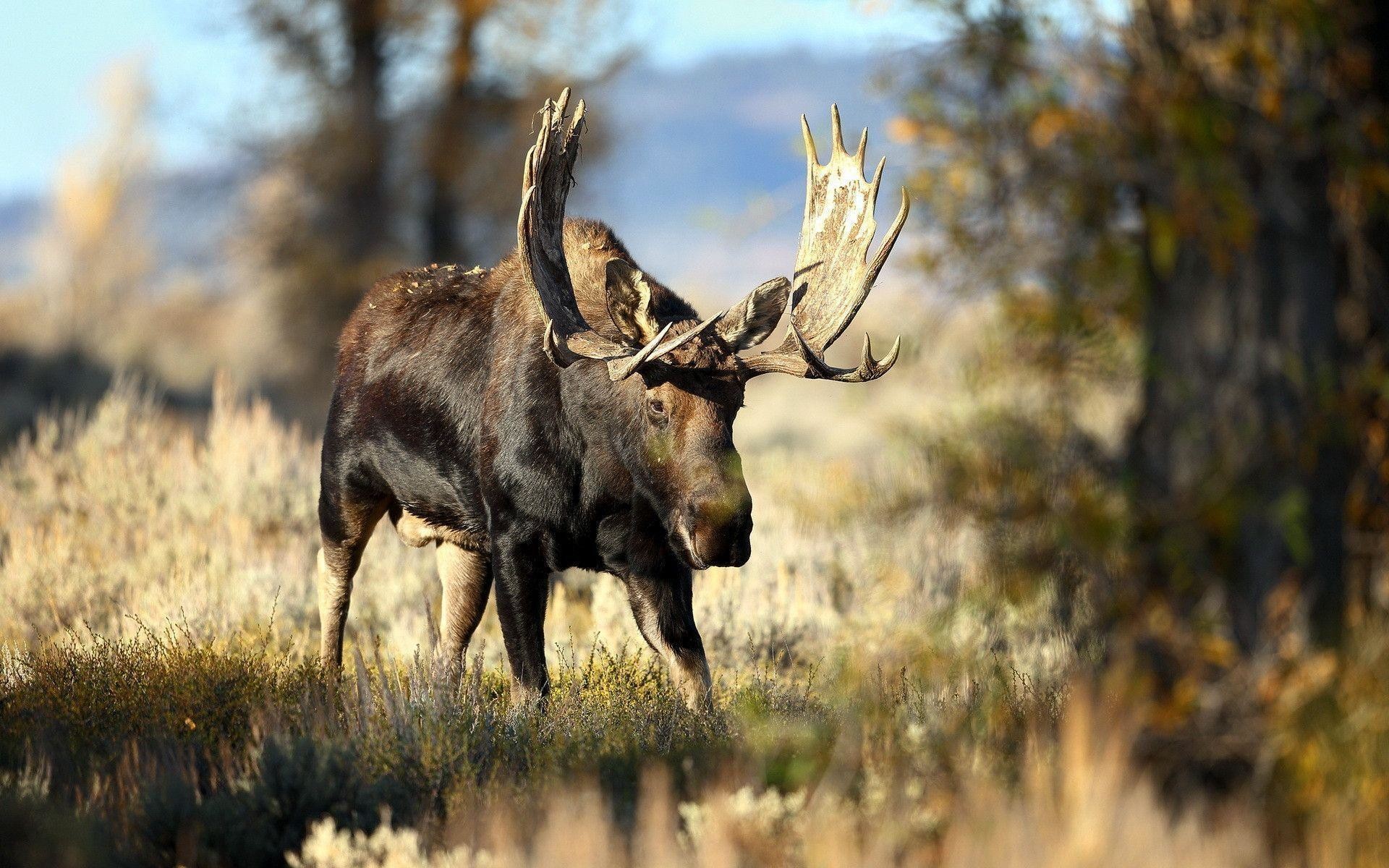 Cute Moose Desktop Wallpapers