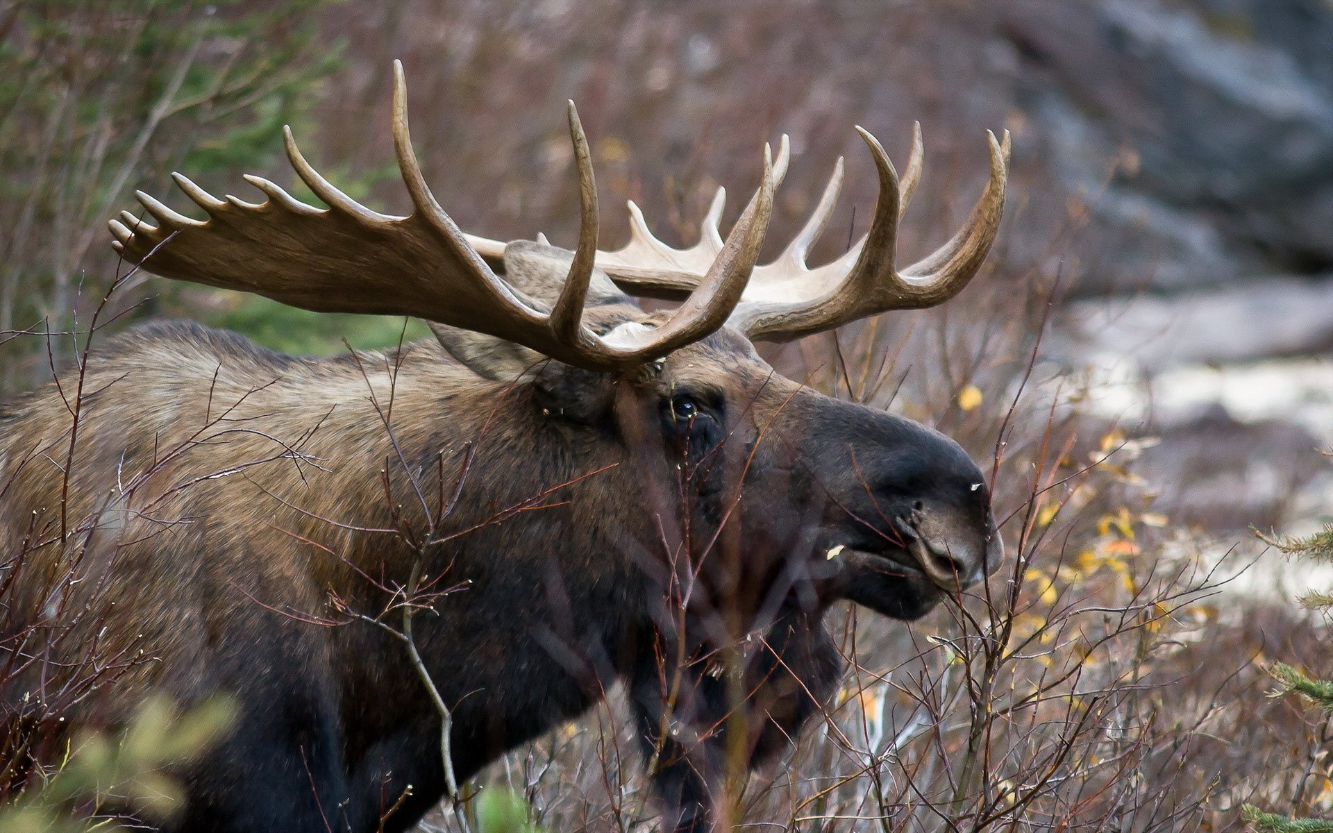 Cute Moose Desktop Wallpapers