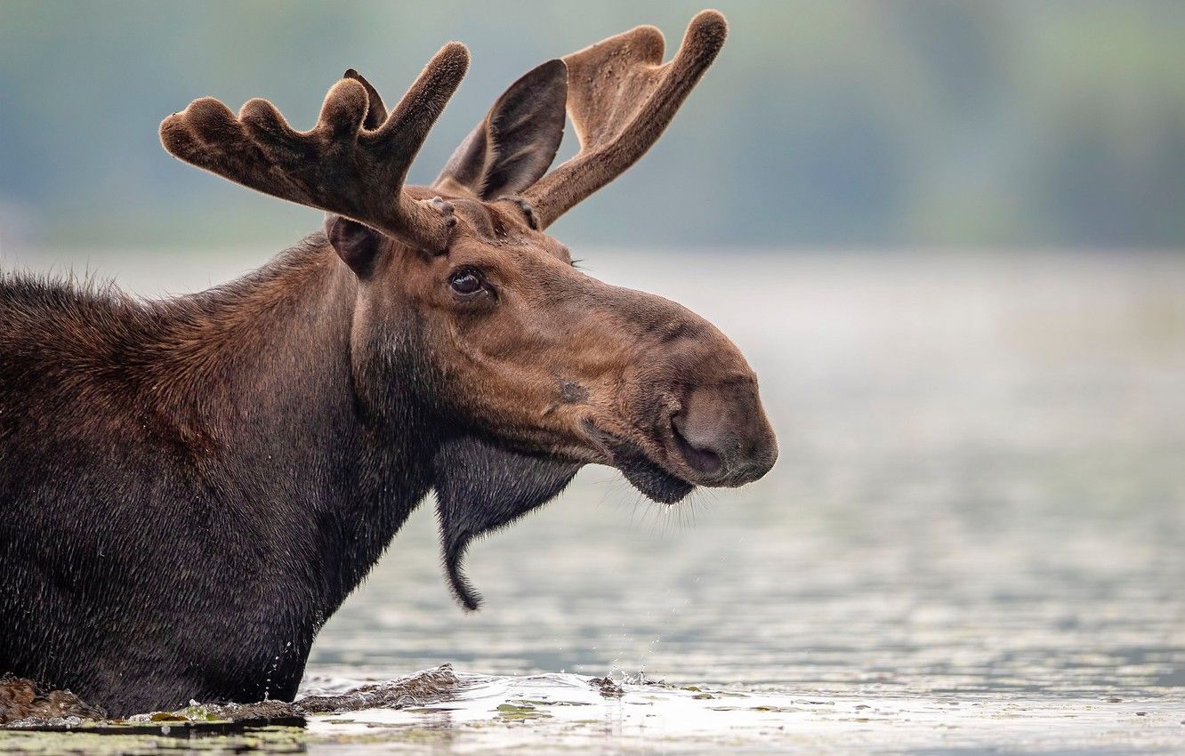 Cute Moose Desktop Wallpapers