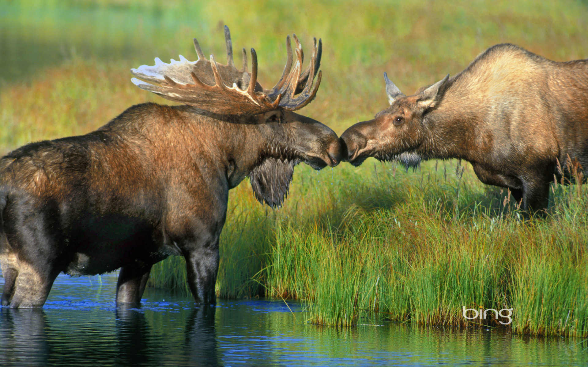 Cute Moose Desktop Wallpapers