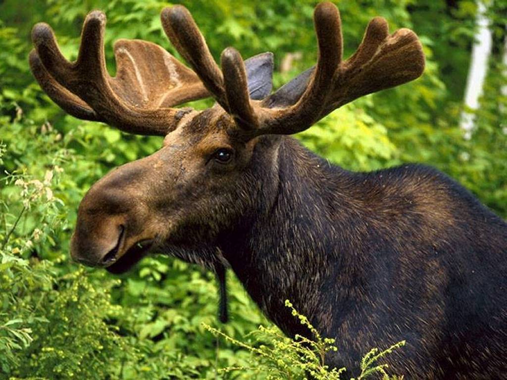 Cute Moose Desktop Wallpapers