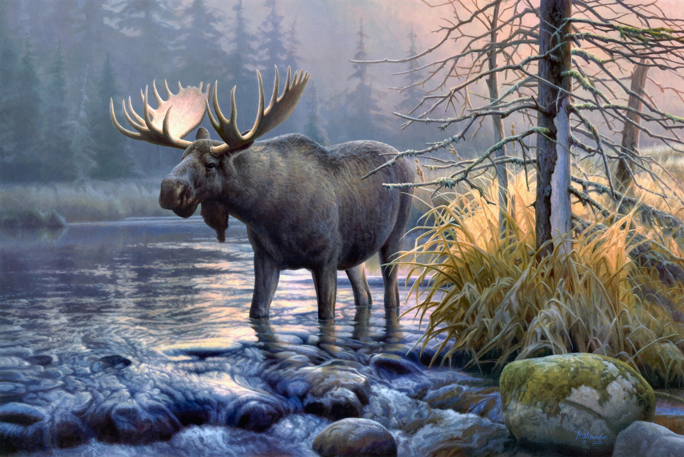 Cute Moose Wallpapers Wallpapers