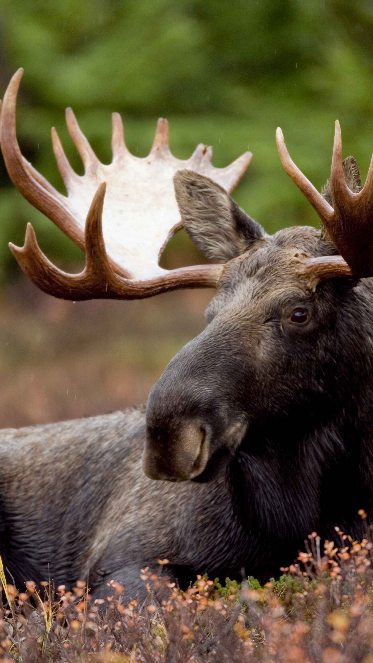 Cute Moose Wallpapers Wallpapers