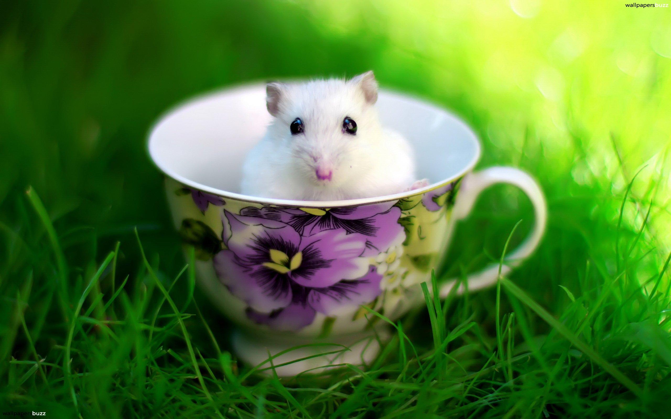 Cute Mouse Wallpapers