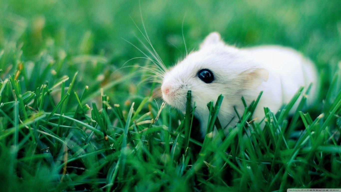 Cute Mouse Wallpapers