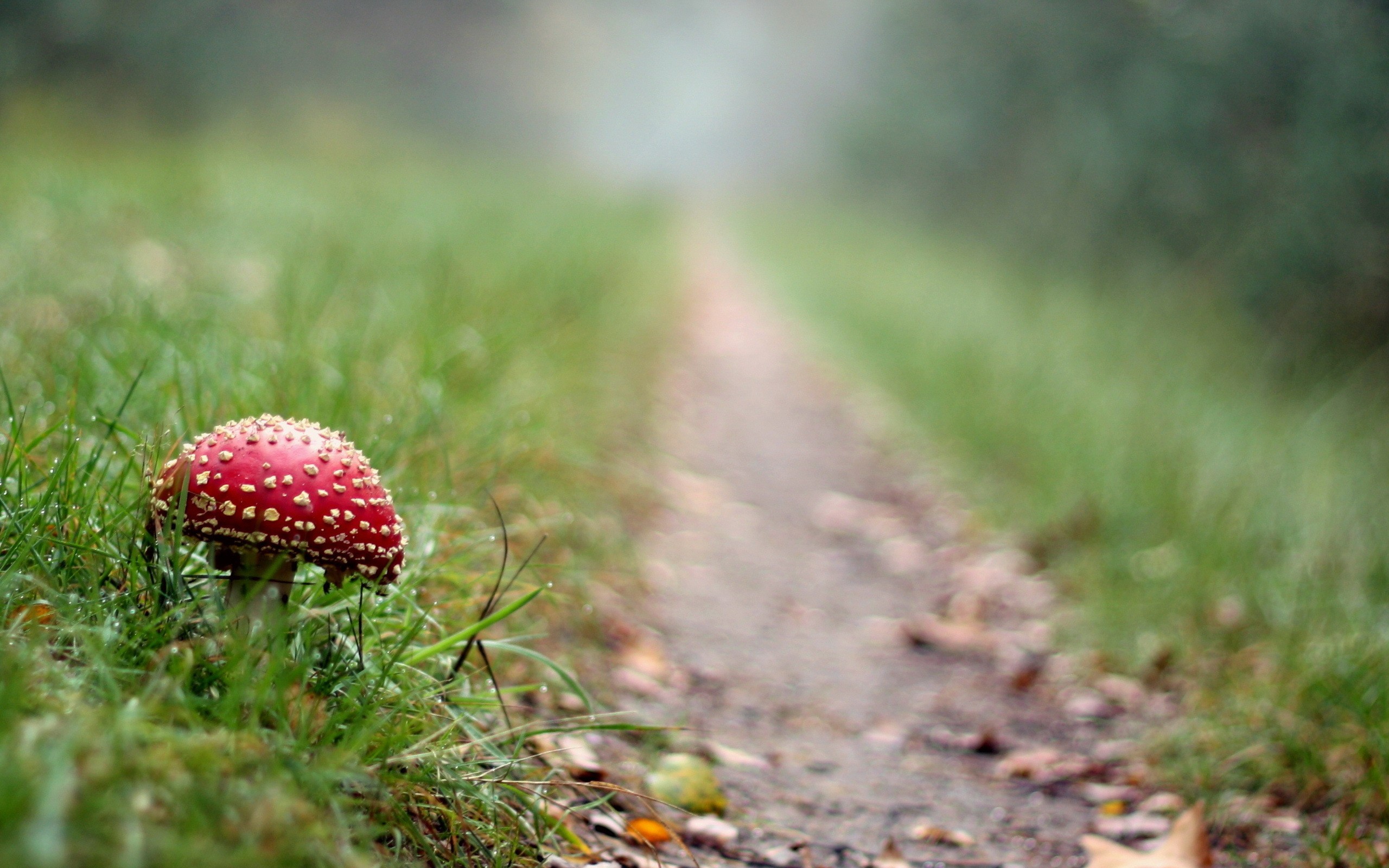 Cute Mushroom Wallpapers