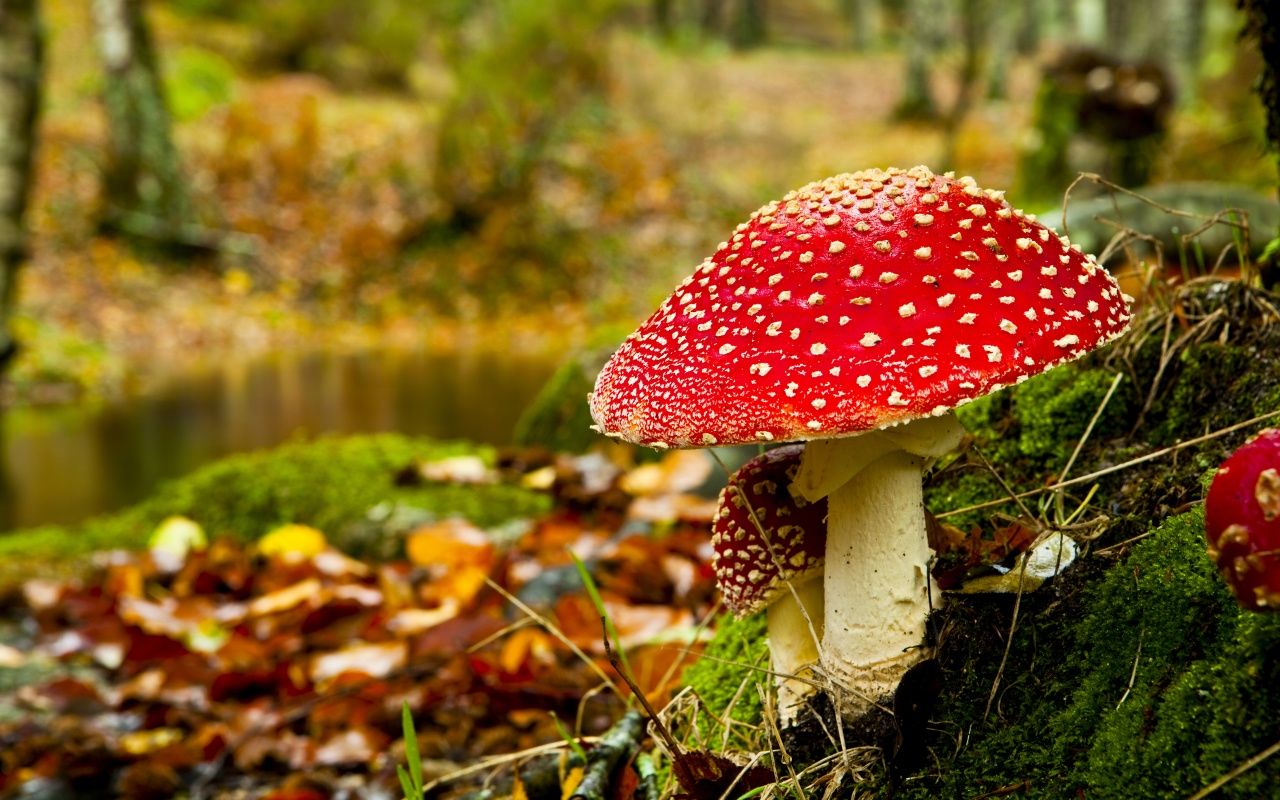 Cute Mushroom Wallpapers