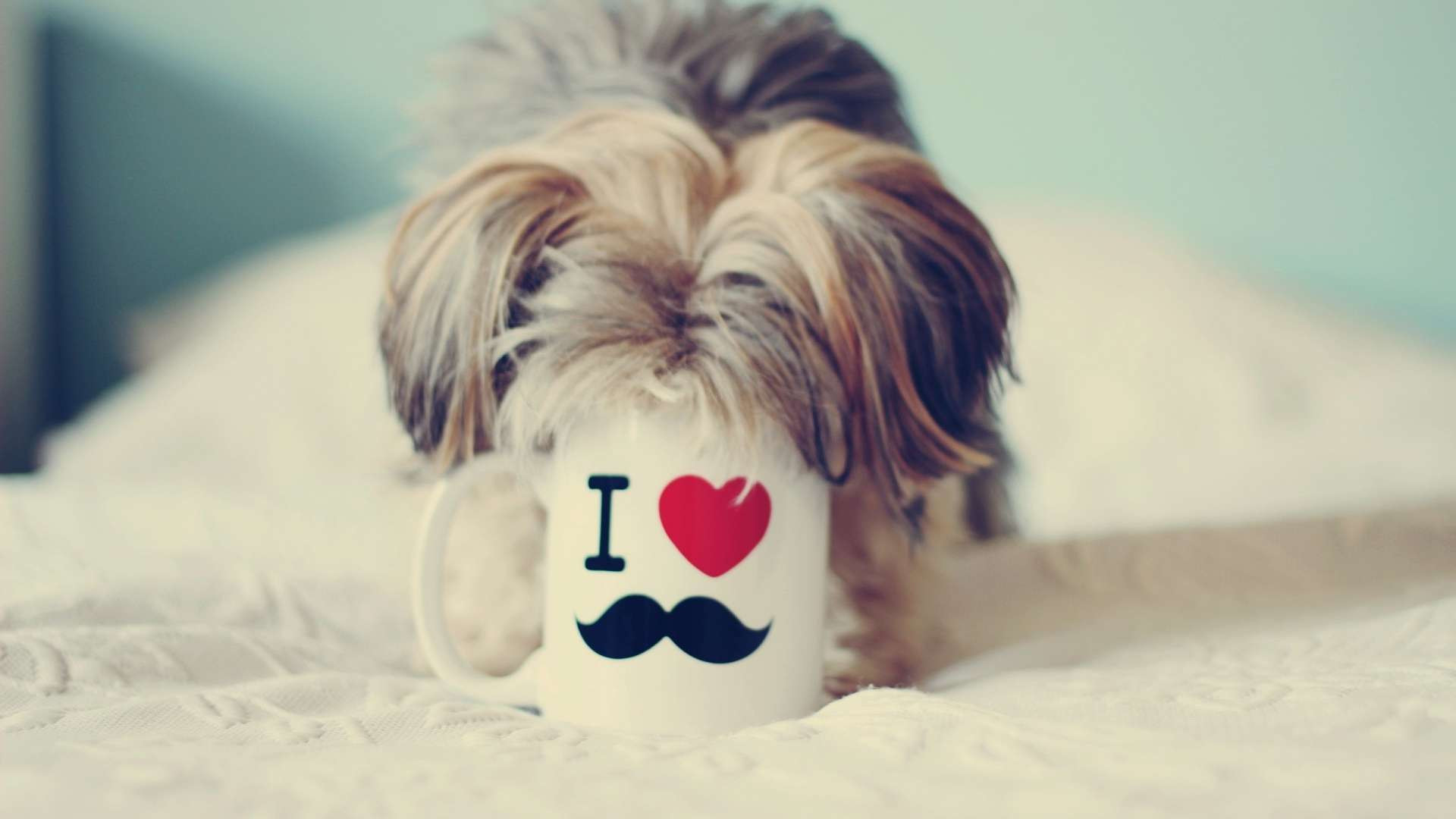 Cute Mustache Desktop Wallpapers Wallpapers