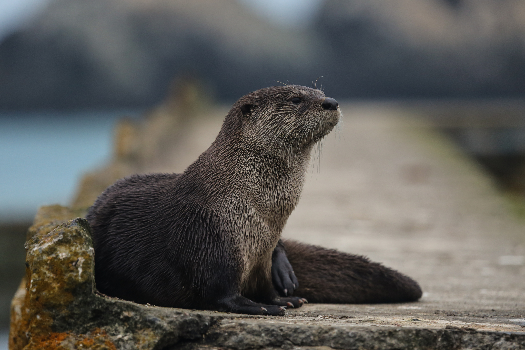 Cute Otter Wallpapers