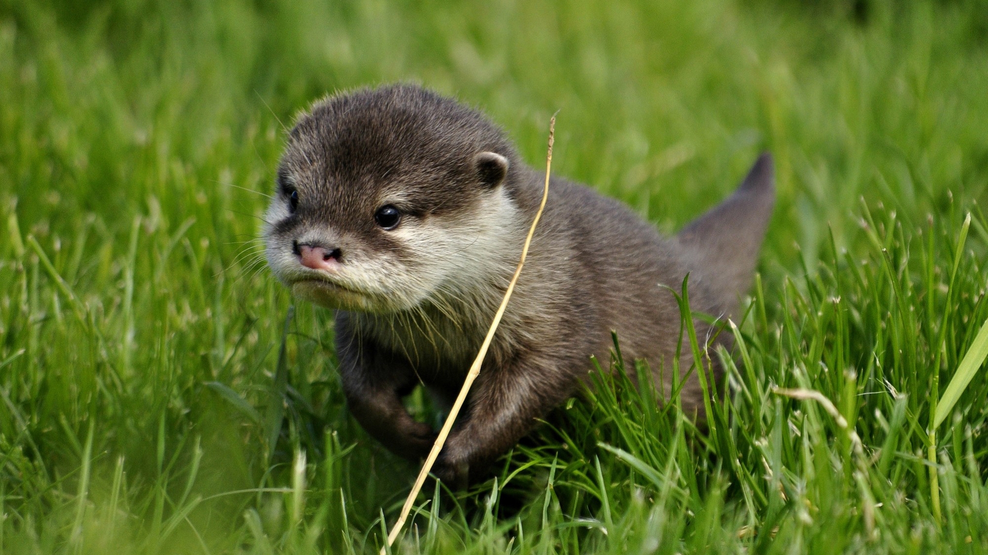 Cute Otter Wallpapers Wallpapers