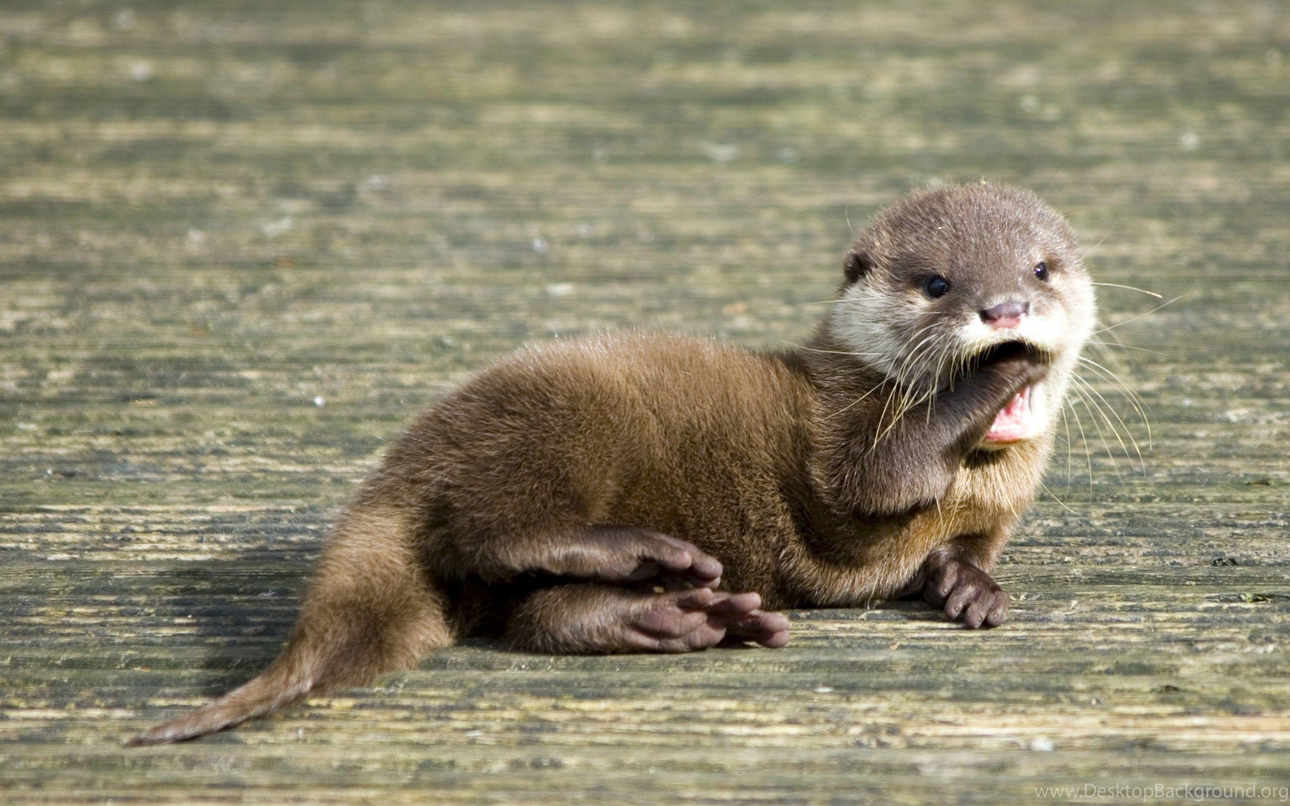 Cute Otter Wallpapers Wallpapers