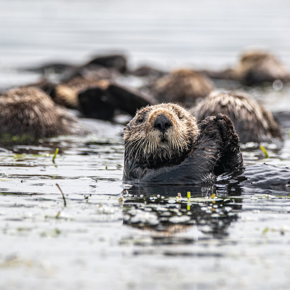 Cute Otter Wallpapers Wallpapers