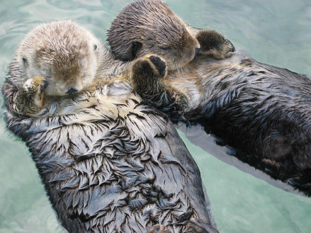 Cute Otters Wallpapers