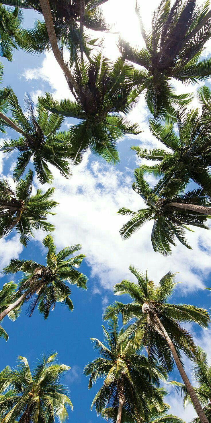 Cute Palm Tree Wallpapers Wallpapers