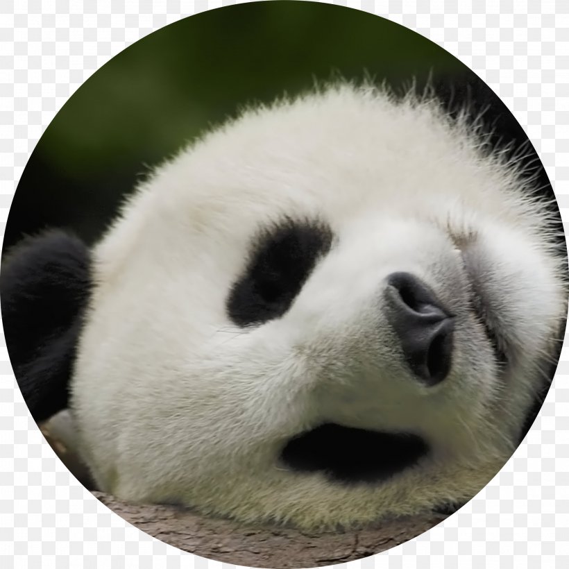 Cute Panda Desktop Wallpapers