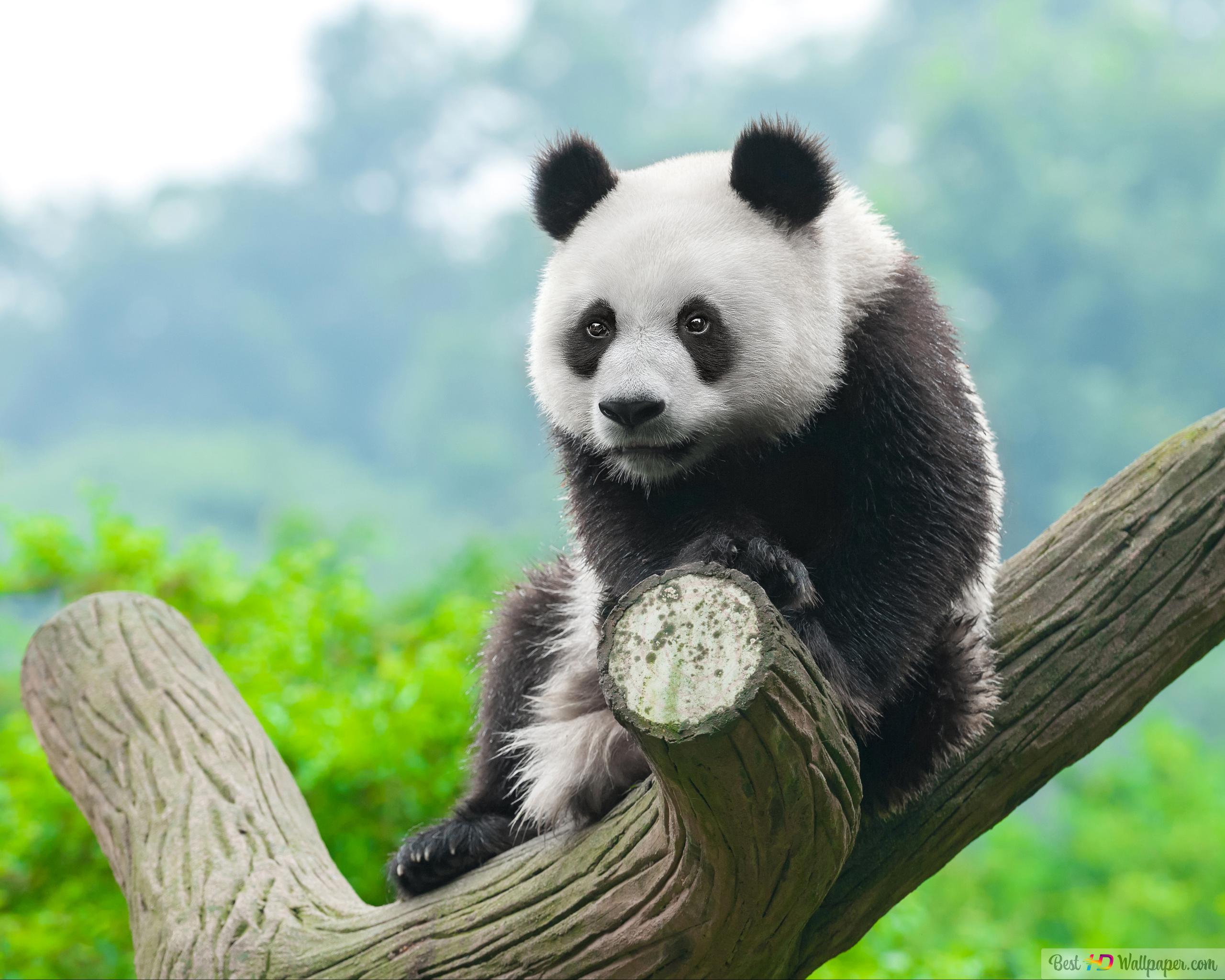 Cute Panda Desktop Wallpapers