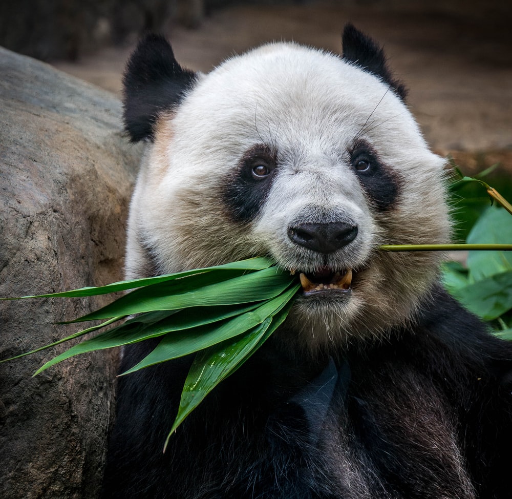 Cute Panda Eating Wallpapers