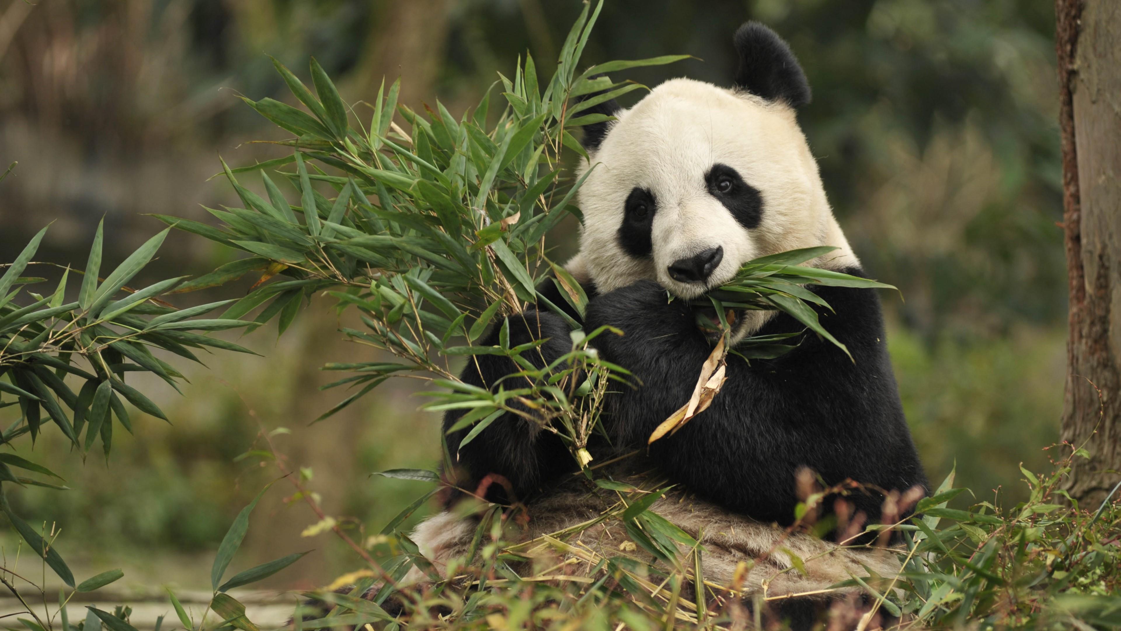 Cute Panda Eating Wallpapers