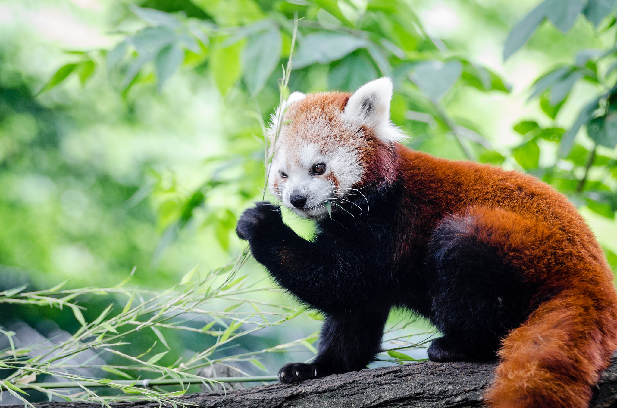 Cute Panda Eating Wallpapers