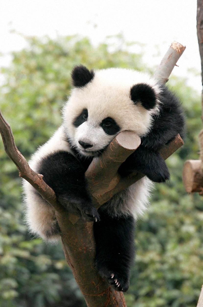 Cute Panda Phone Wallpapers