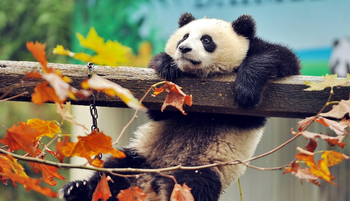 Cute Pandas Wallpapers Wallpapers