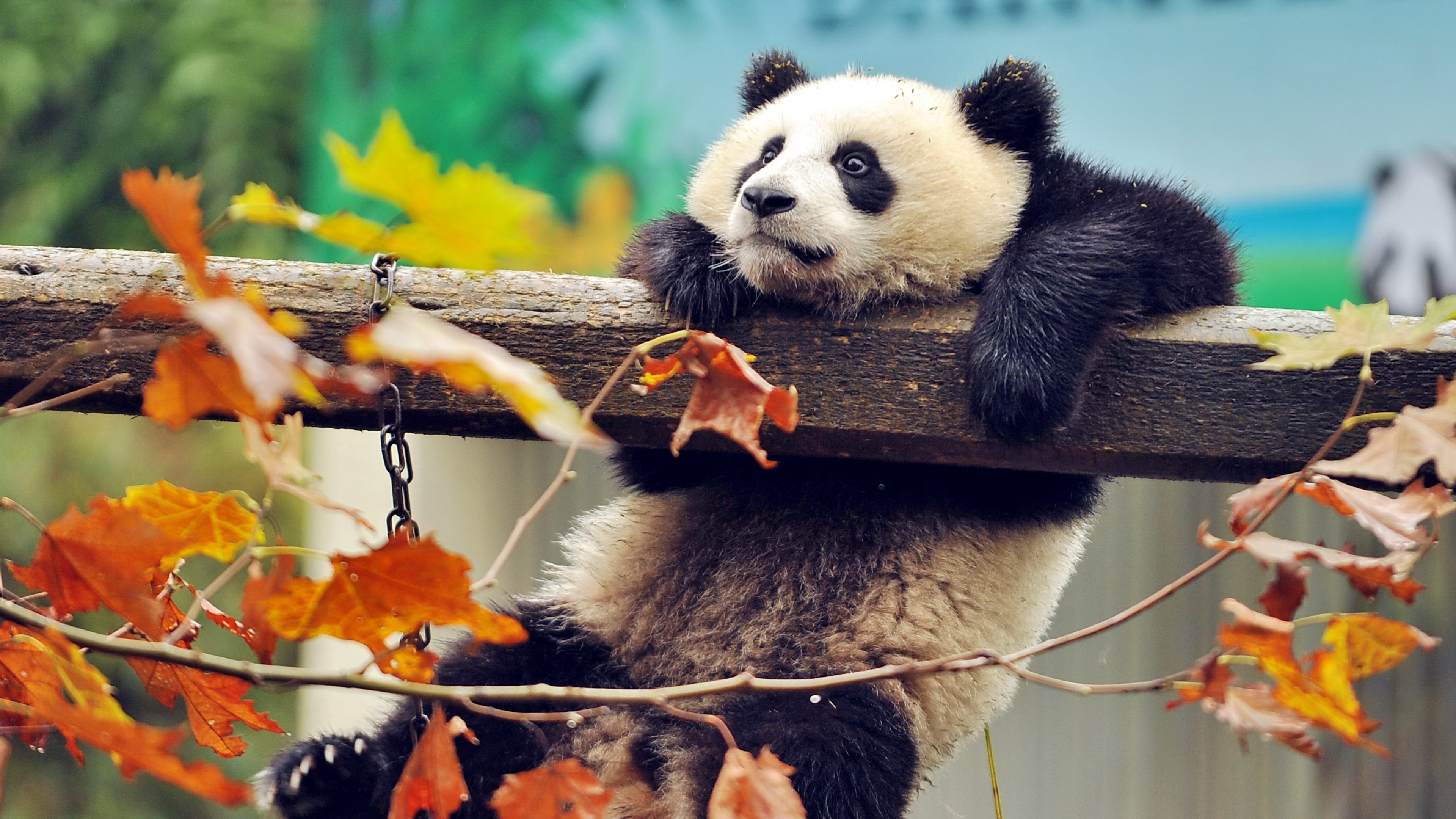 Cute Pandas Wallpapers Wallpapers