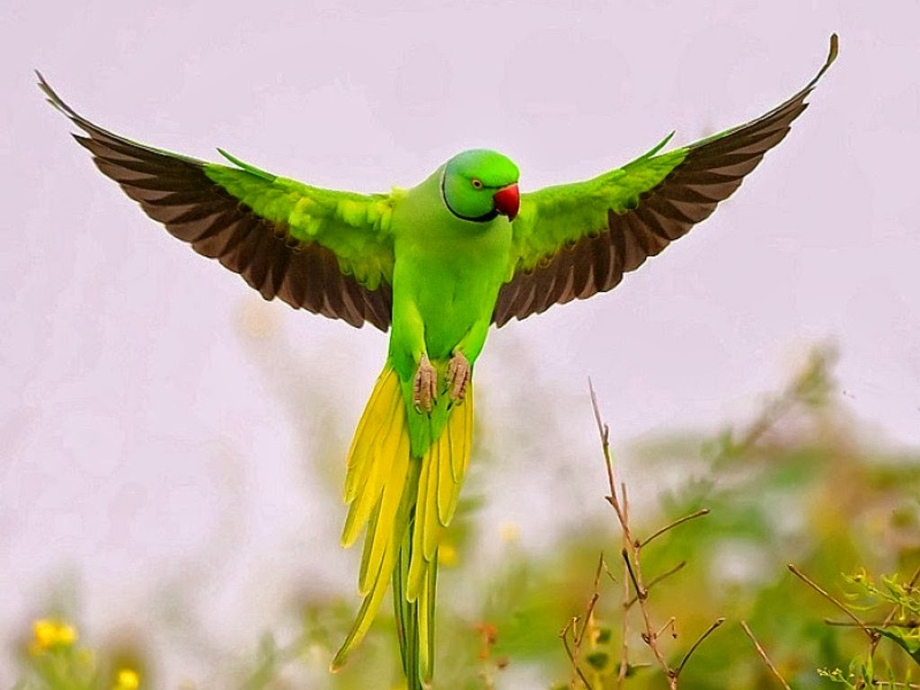 Cute Parrot Wallpapers