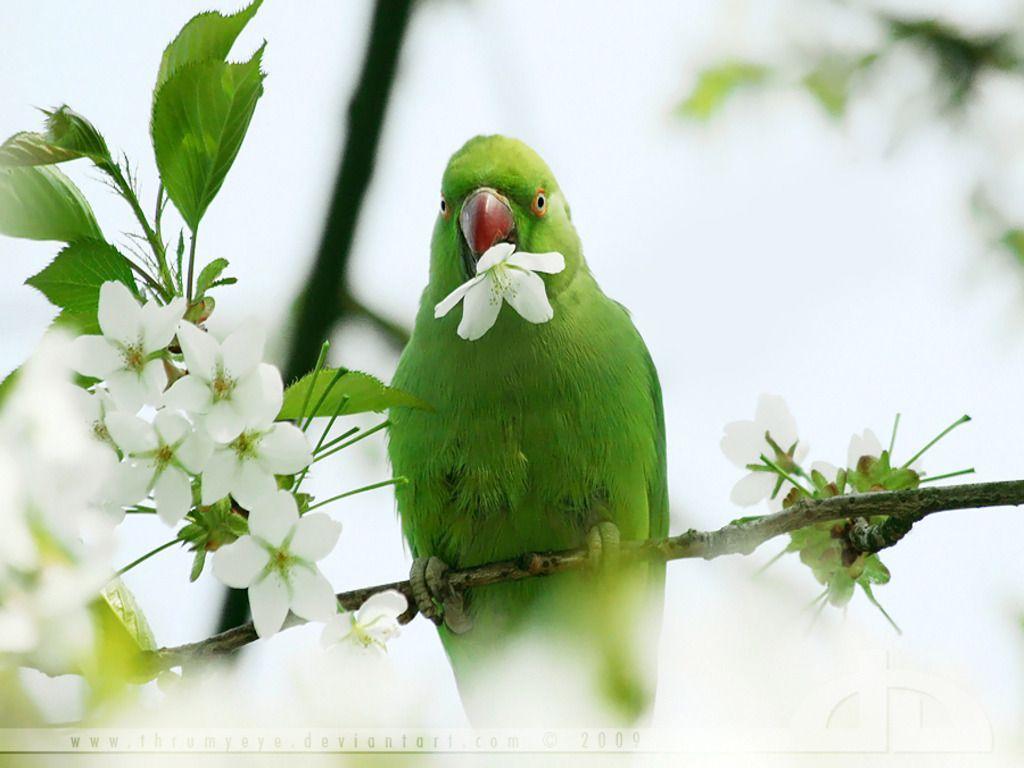 Cute Parrot Wallpapers