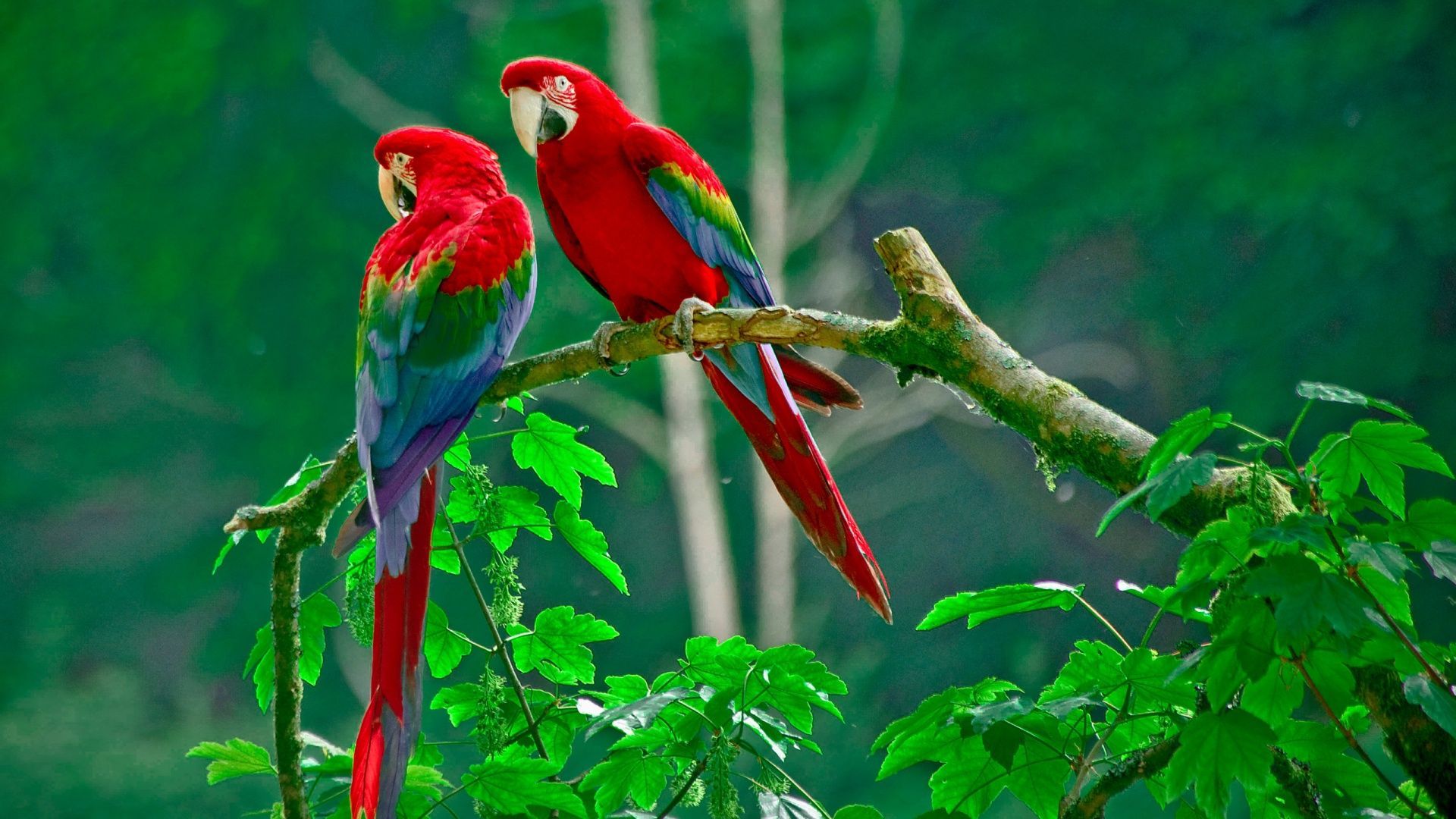 Cute Parrot Wallpapers