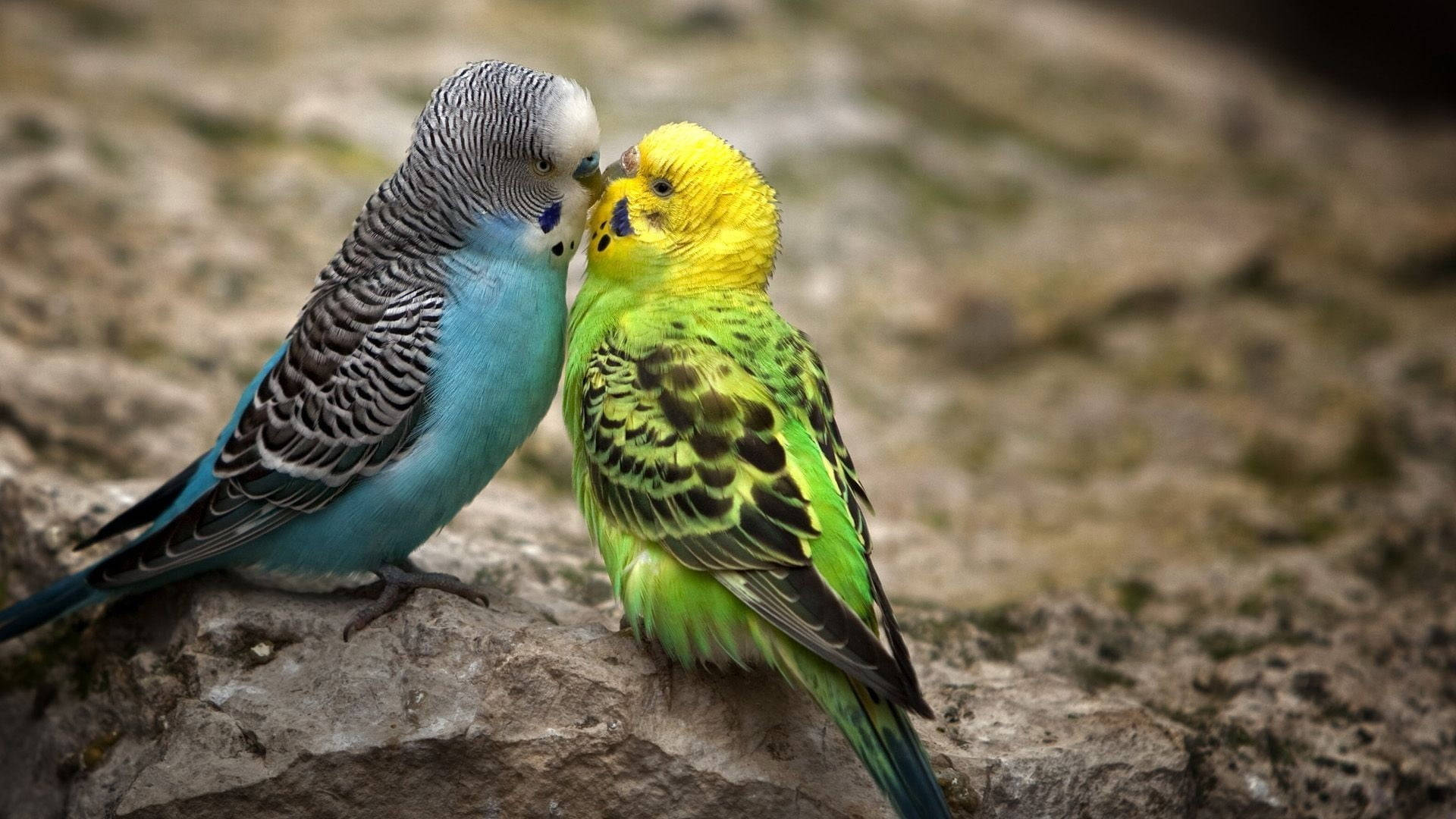 Cute Parrot Wallpapers