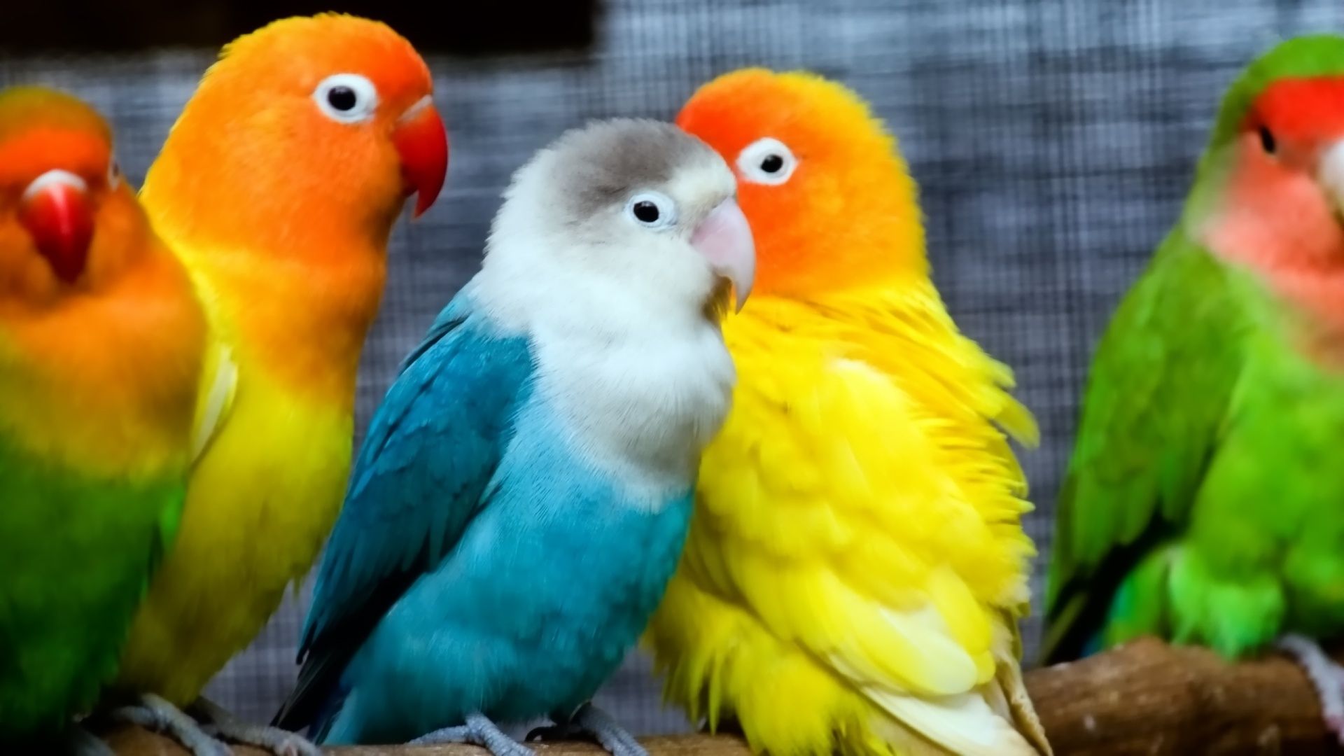 Cute Parrot Wallpapers