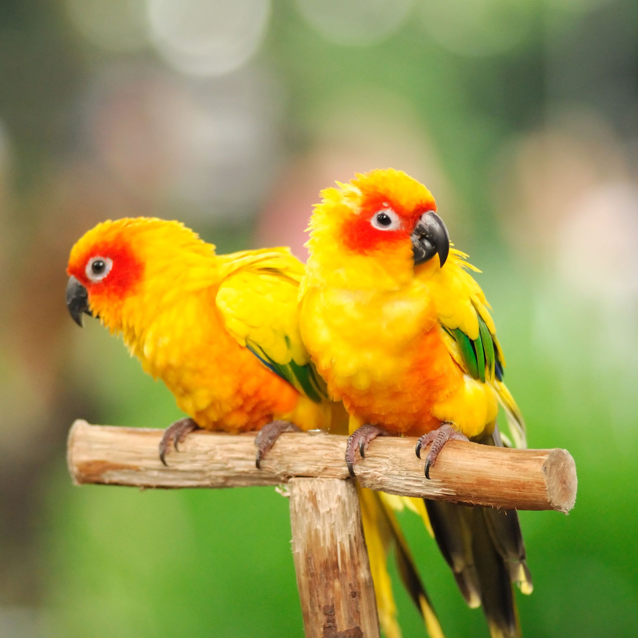 Cute Parrot Wallpapers