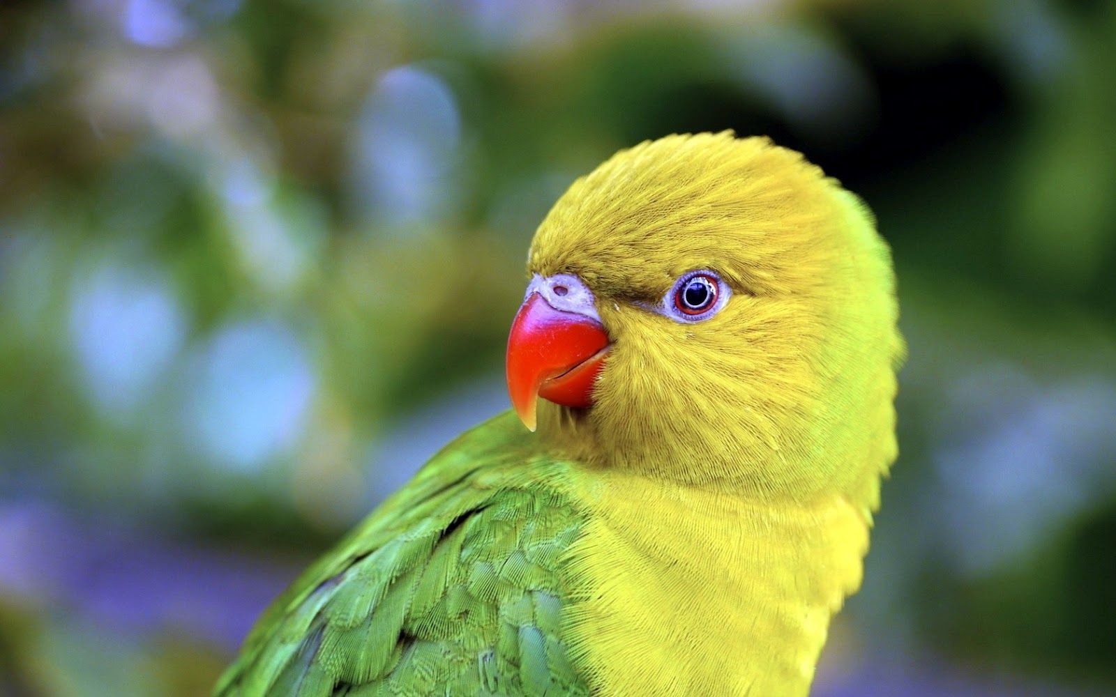 Cute Parrots Wallpapers