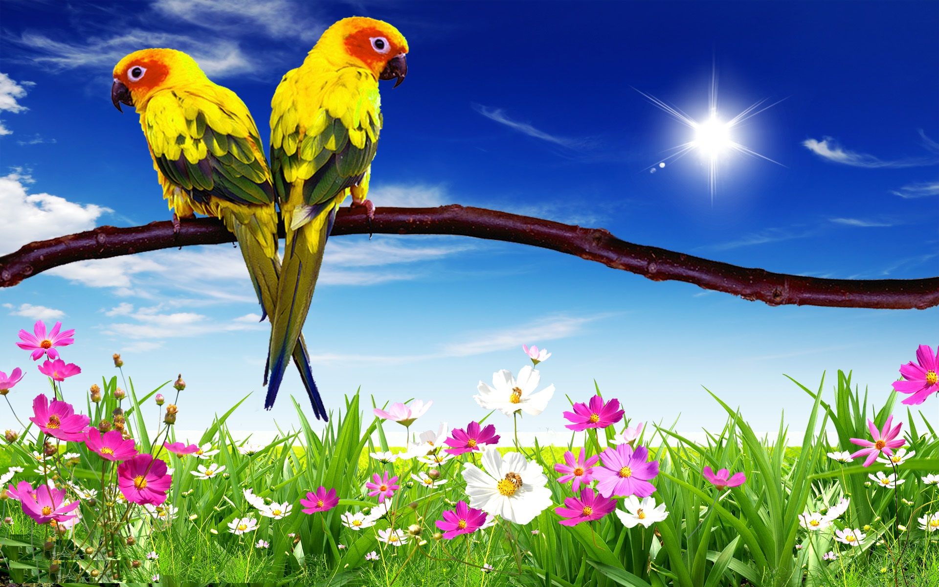 Cute Parrots Wallpapers