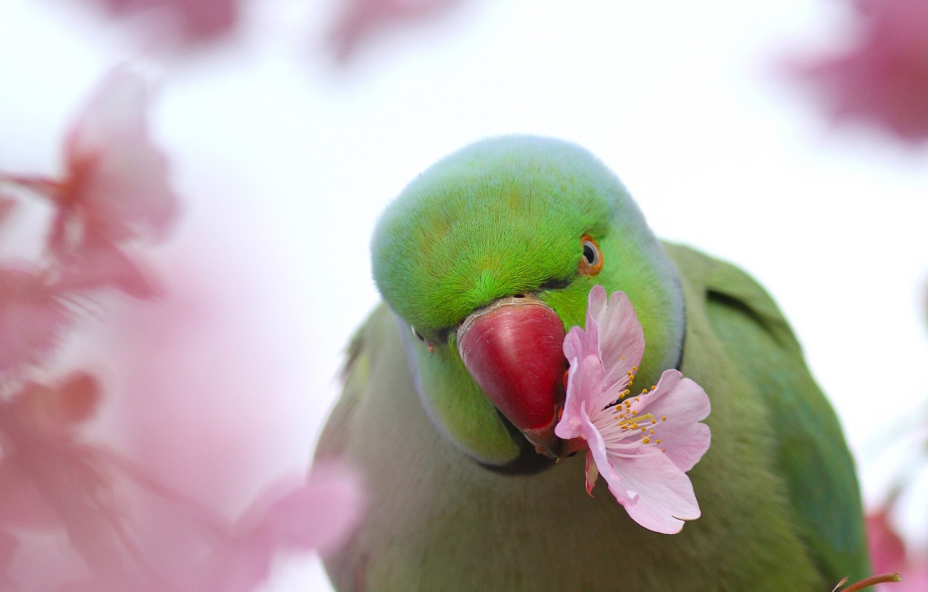 Cute Parrots Wallpapers