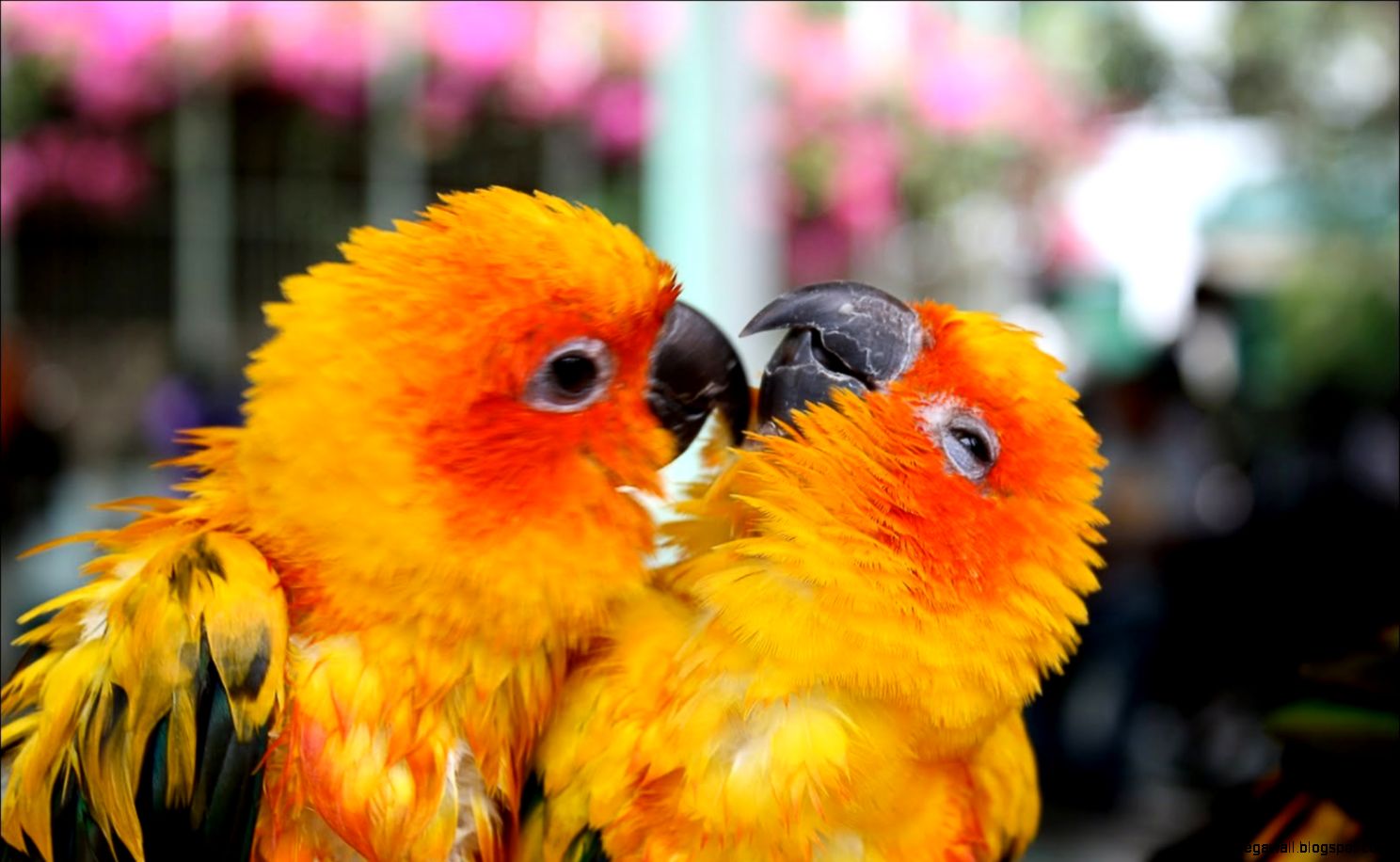 Cute Parrots Wallpapers