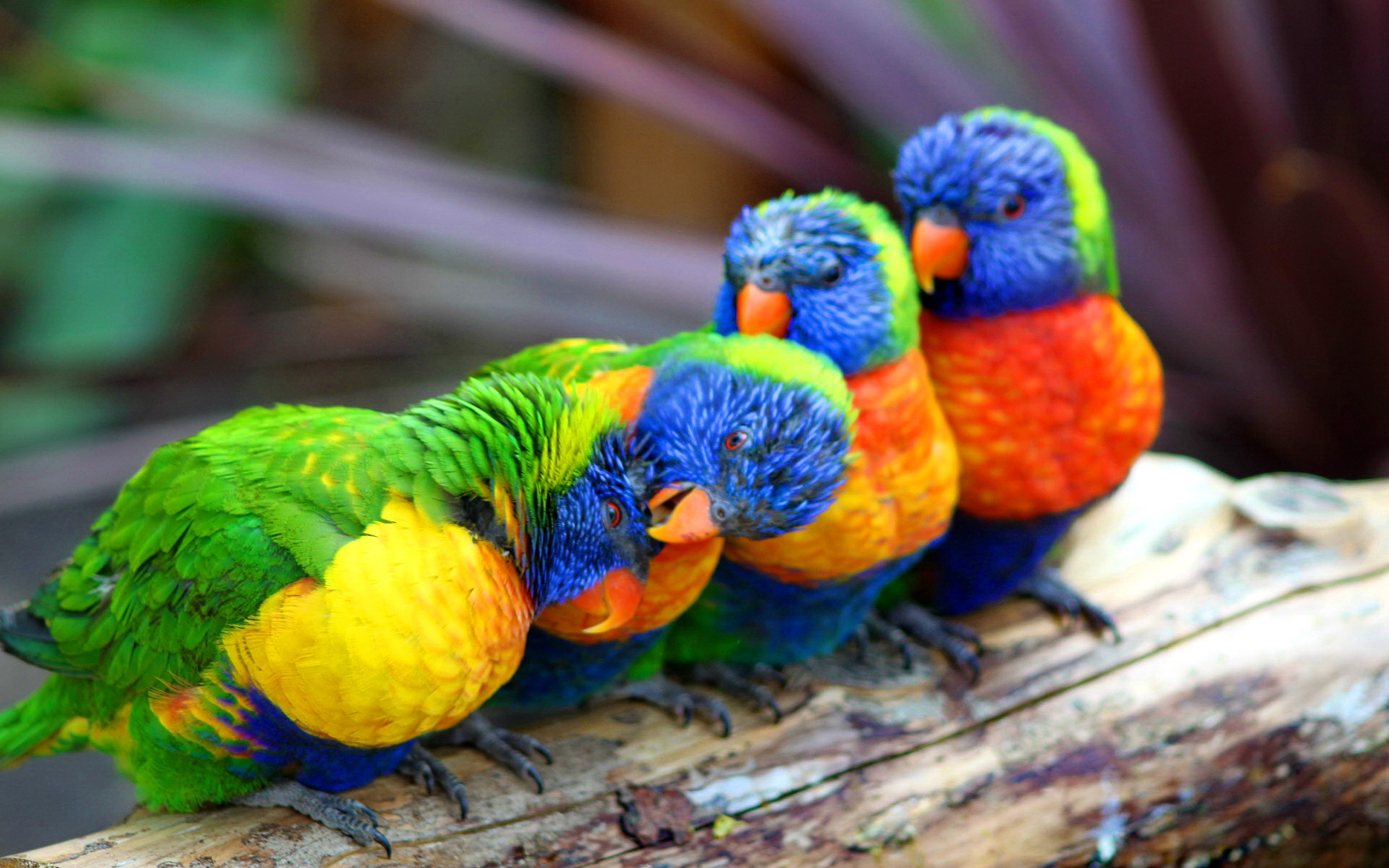 Cute Parrots Wallpapers