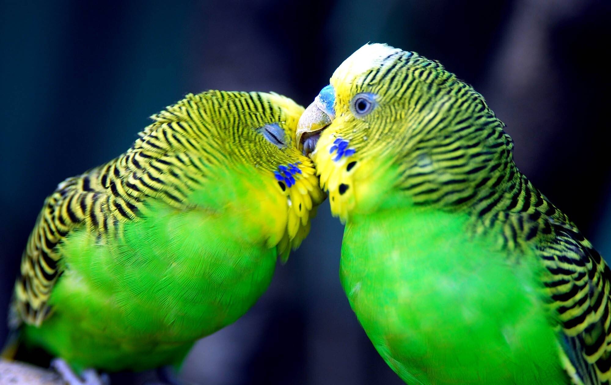 Cute Parrots Wallpapers