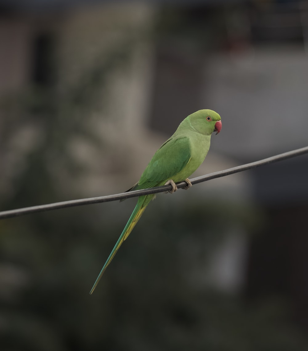 Cute Parrots Wallpapers