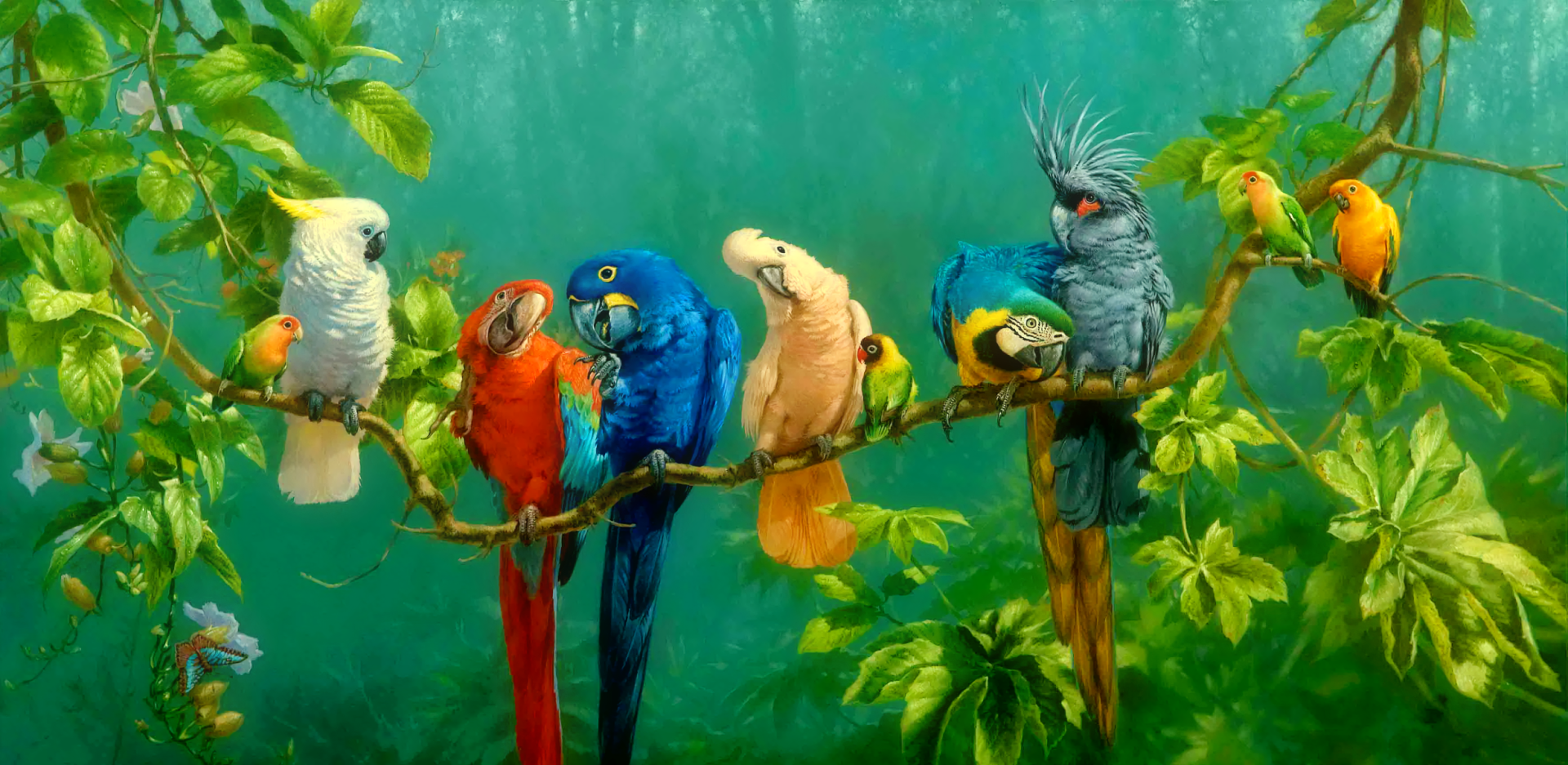 Cute Parrots Wallpapers