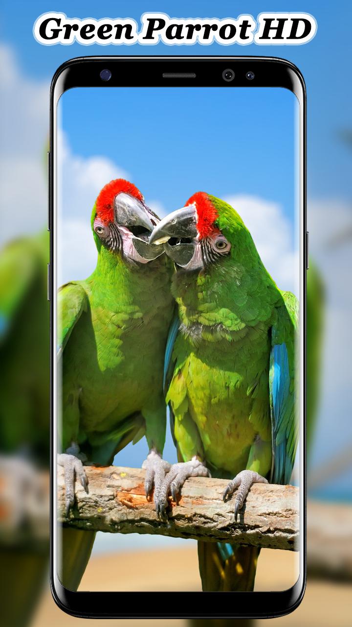 Cute Parrots Wallpapers