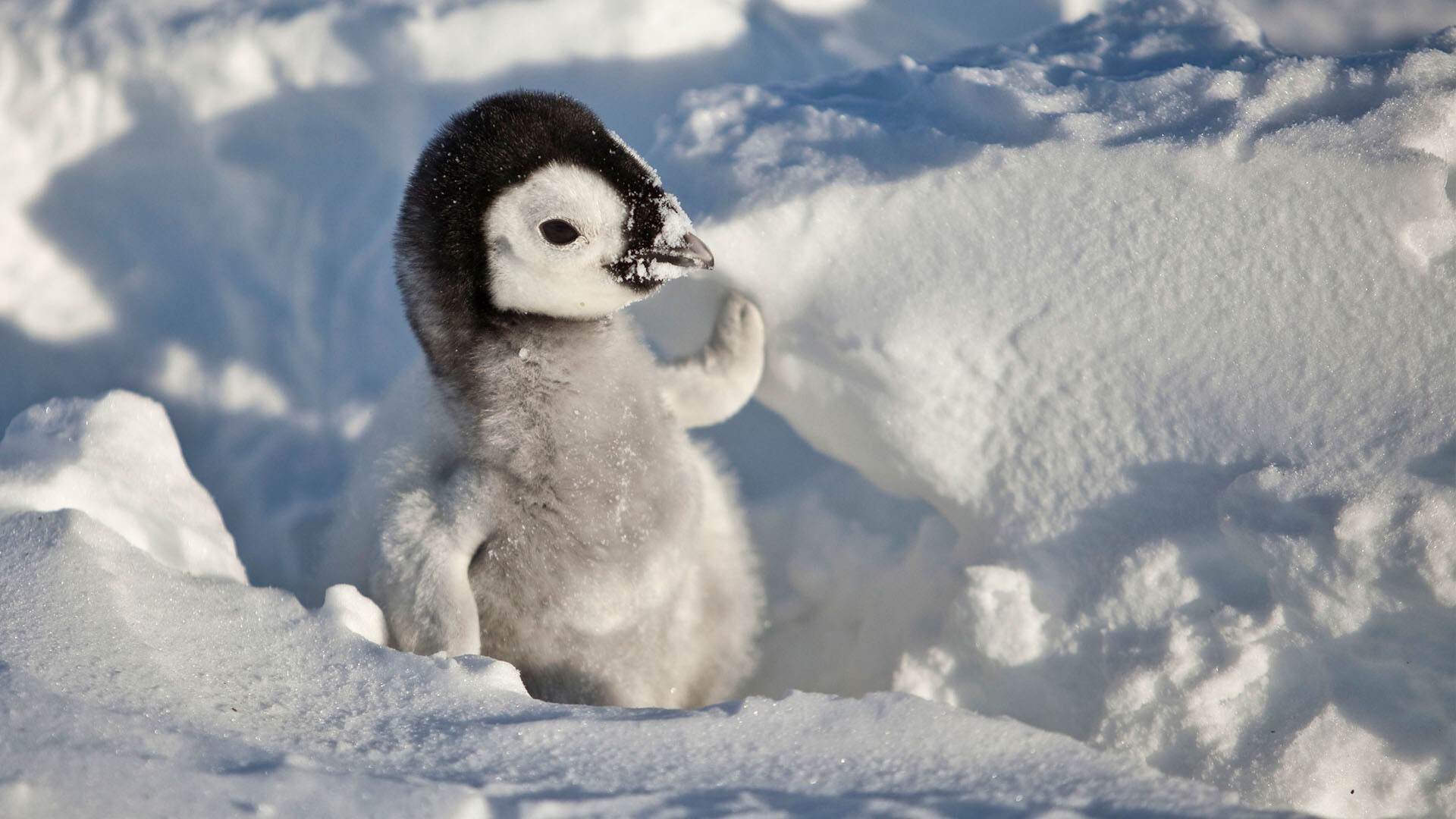 Cute Penguin Desktop Wallpapers