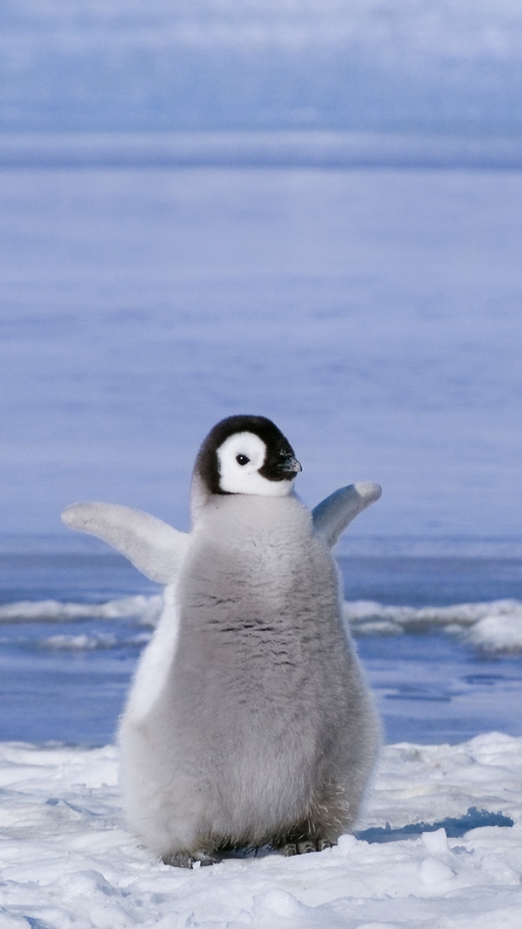 Cute Penguin Iphone Wallpapers